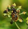Callicera spinolae